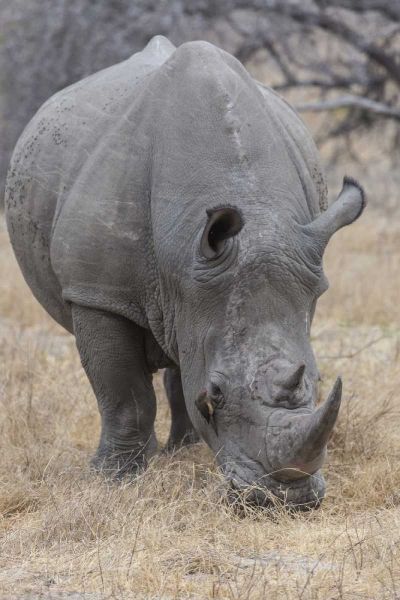 Africa, South Africa Rhinoceros grazing